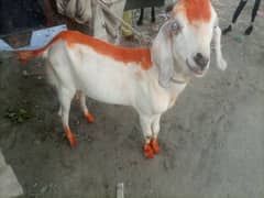 Bakra for sale