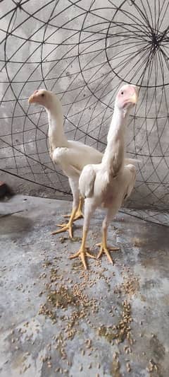 #shamo#pet#white