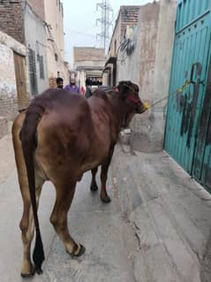 Vehri qurbani ke lie