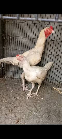 Heera Aseel Chicks