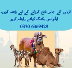 Qasai for Qurbani / Qasai / Qasai Available for Qurbani / Book a Qasai