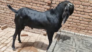 Makhi Cheena Bakra | Bakra | Amrat saari | Goat | بکری | bakra for sa