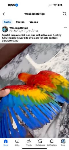scarlet