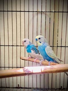 breader pair