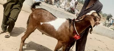 bakra