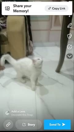 Persian Male Pair for Sale