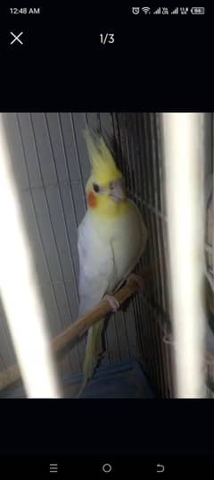 cocktail breeder l pair