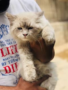 Himaliyan Male Cat