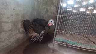 Healthy Turkeys for Sale – Adults & Chicks – Multan