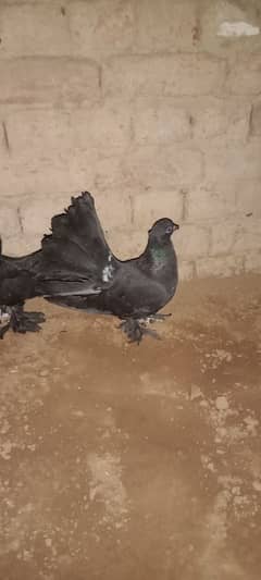 03094241655