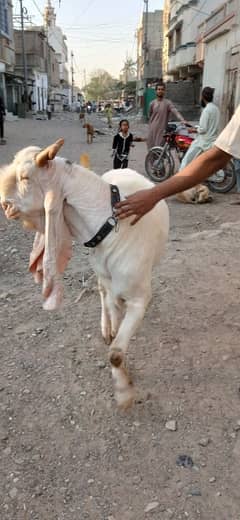 Gulabi