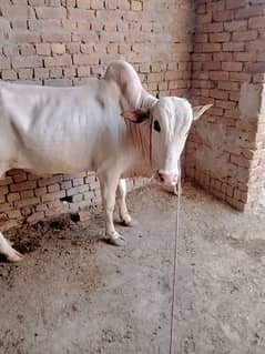 COW FOR SALE