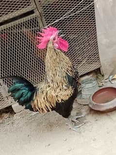 murga
