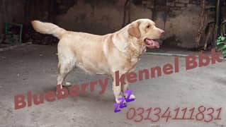 Not for sale Only Stud 03134111831