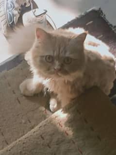 Persian cat