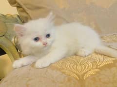 persion cat triple coat
