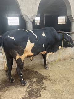 4 donda bachra for sell