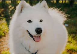 smook russian dog