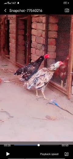 for sal 2 madi eges garant ho gi 7000 03066388440