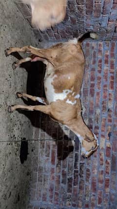female muo Sy 4dant qurbani ky lia