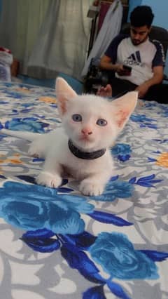 PERSIAN
