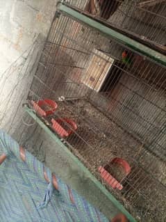 Cage 2