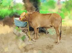 Beautiful QURBANI COW FOR SALE