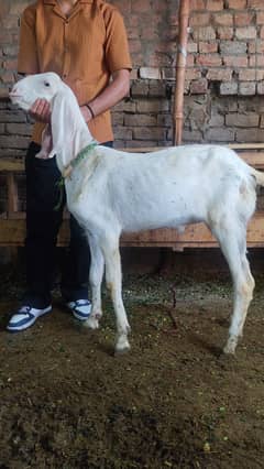 Qurbani