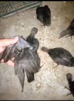 100% Pure Ayam Cemani Chicks With Guarantee