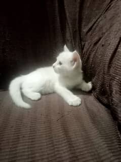 persian double coat female 03214069899