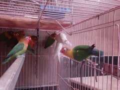 Love birds