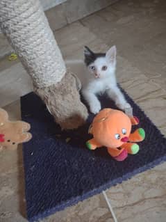 kitten