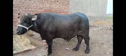 شیخو پورے کا ہیوی سنڈاچوٹا وزن 17 من صافی گوشت کا وزن 13 سے 12 من