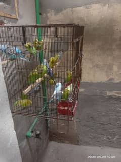 For sale parrots