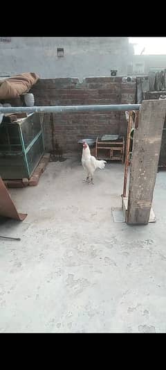 aseel
