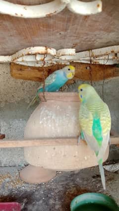 budgie