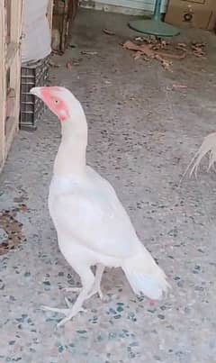 Heera