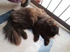 aoa I am selling my cat punch face