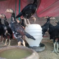 Shamo
