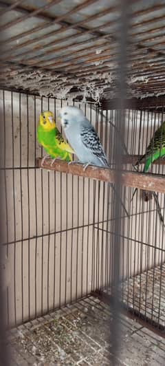 2 Breeder pairs
