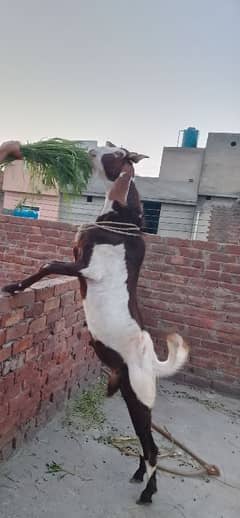 Healthy bakra for sale