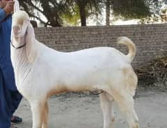 Bakra