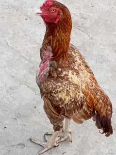 breeder