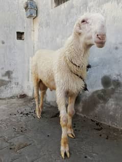 Sheep "Gulabi Mundra Chatra" Heavy Weight