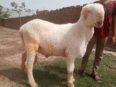 two Chatry mundry for sale