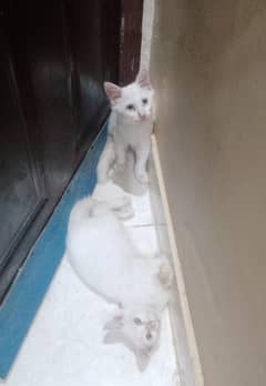 Persian