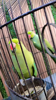 parrots For sale
