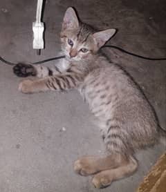 kitten pair for adoption