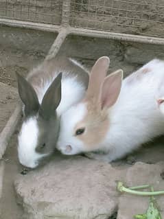 Rabbits