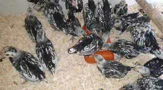 silver subright chicks availabale ,fancy ,very high quality ,